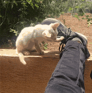 Guy Wakes Up From A Nap To A Stray Kitten Sleeping On His Stomach, Decides To Keep It