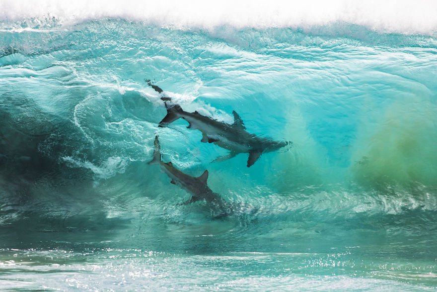 I Took These Jaw-Dropping Shots Of A Shark Frenzy In Western Australia I Took These Jaw-Dropping Shots Of A Shark Frenzy In Western Australia