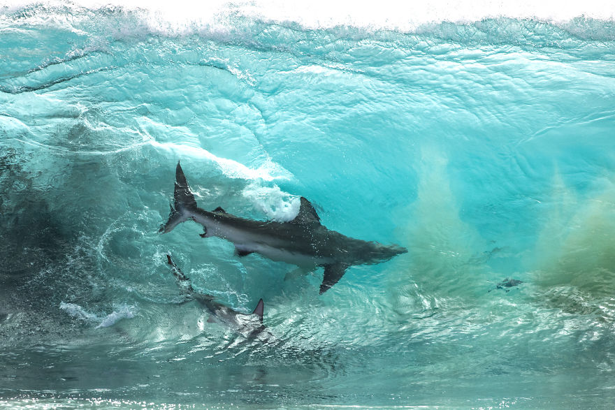 I Took These Jaw-Dropping Shots Of A Shark Frenzy In Western Australia I Took These Jaw-Dropping Shots Of A Shark Frenzy In Western Australia