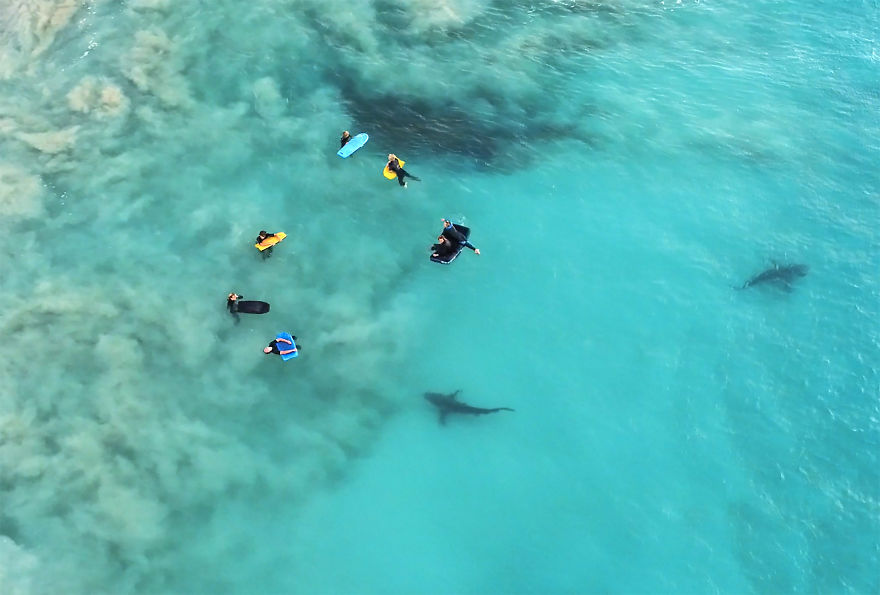 I Took These Jaw-Dropping Shots Of A Shark Frenzy In Western Australia I Took These Jaw-Dropping Shots Of A Shark Frenzy In Western Australia