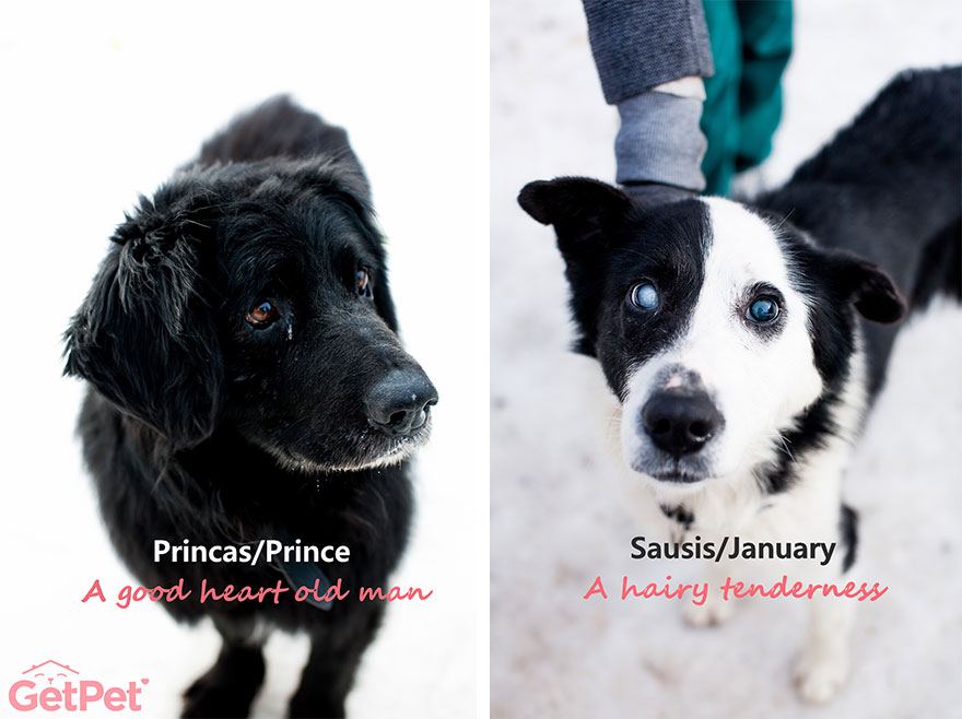 Getpet: Our Tinder-Inspired App That Connects Dogs With Their Future Owners Getpet: Our Tinder-Inspired App That Connects Dogs With Their Future Owners