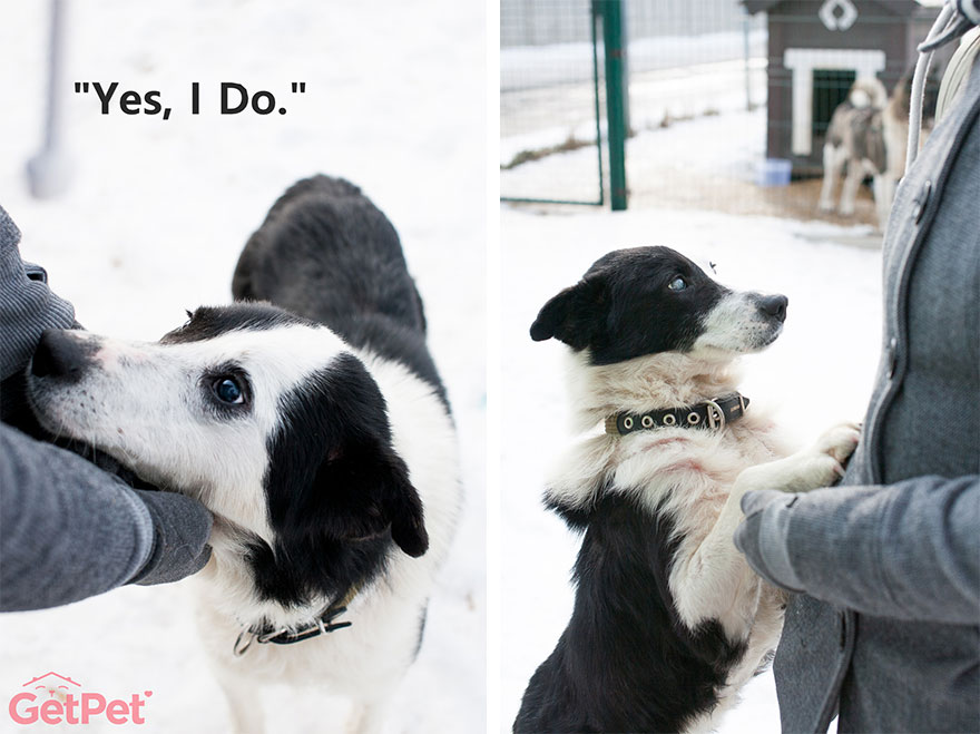 Getpet: Our Tinder-Inspired App That Connects Dogs With Their Future Owners Getpet: Our Tinder-Inspired App That Connects Dogs With Their Future Owners