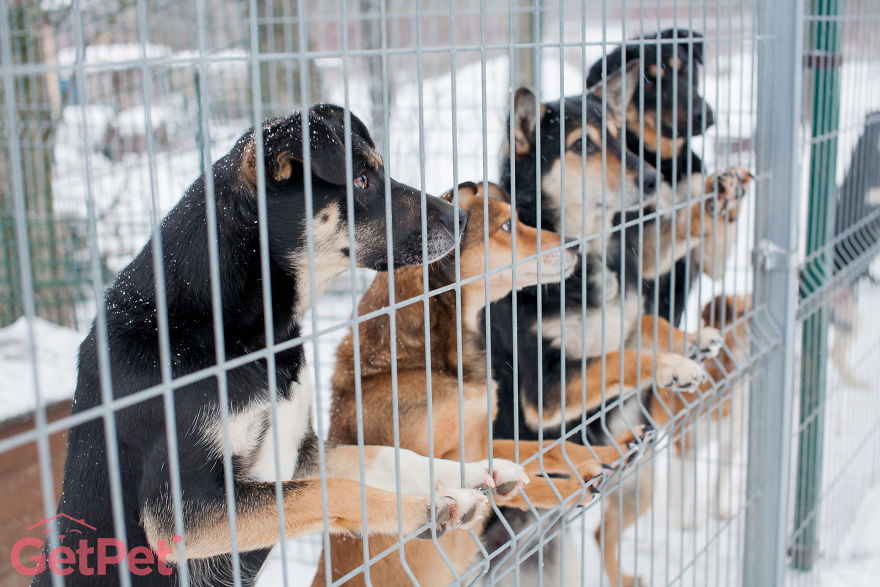 Getpet: Our Tinder-Inspired App That Connects Dogs With Their Future Owners Getpet: Our Tinder-Inspired App That Connects Dogs With Their Future Owners