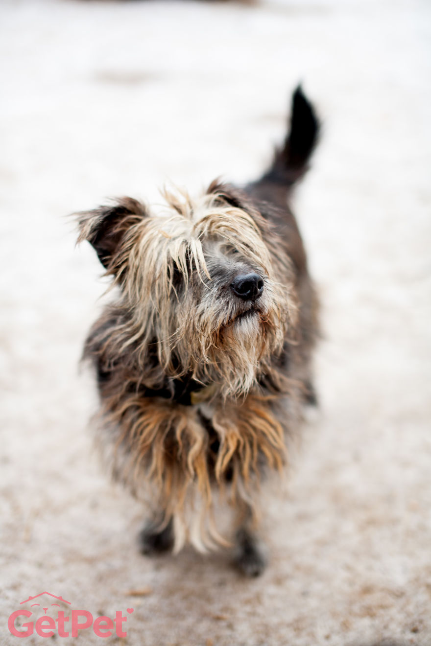 Getpet: Our Tinder-Inspired App That Connects Dogs With Their Future Owners Getpet: Our Tinder-Inspired App That Connects Dogs With Their Future Owners