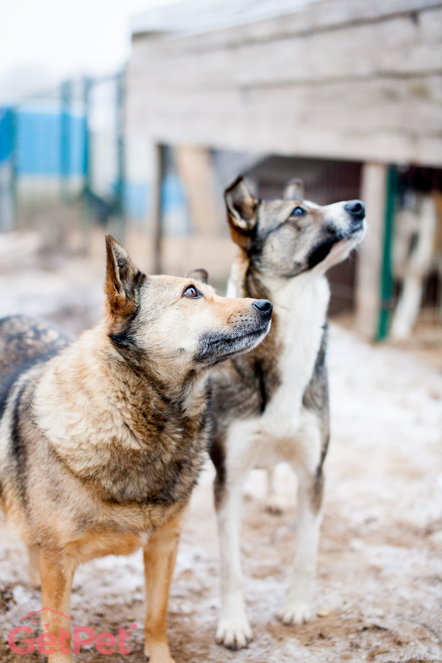 Getpet: Our Tinder-Inspired App That Connects Dogs With Their Future Owners Getpet: Our Tinder-Inspired App That Connects Dogs With Their Future Owners