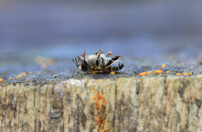 8 Small Things You Can Do To Help Bees Survive 8 Small Things You Can Do To Help Bees Survive