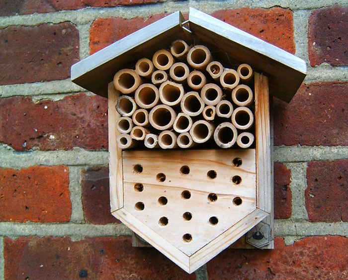 8 Small Things You Can Do To Help Bees Survive 8 Small Things You Can Do To Help Bees Survive