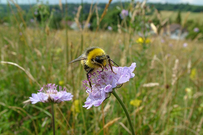 8 Small Things You Can Do To Help Bees Survive 8 Small Things You Can Do To Help Bees Survive