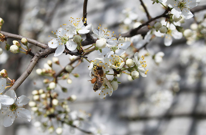 8 Small Things You Can Do To Help Bees Survive 8 Small Things You Can Do To Help Bees Survive