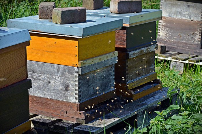 8 Small Things You Can Do To Help Bees Survive 8 Small Things You Can Do To Help Bees Survive
