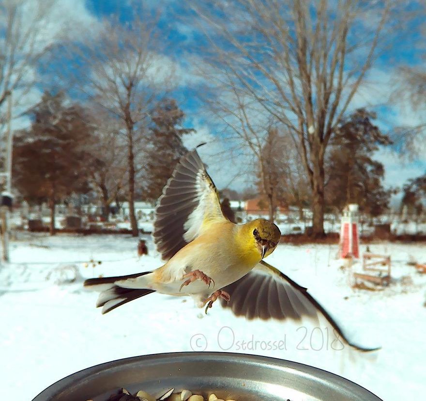 This Woman Set Up A Feeder Cam For Birds In Her Yard, And The Results Are Extraordinary (30 Pics) This Woman Set Up A Feeder Cam For Birds In Her Yard, And The Results Are Extraordinary (30 Pics)