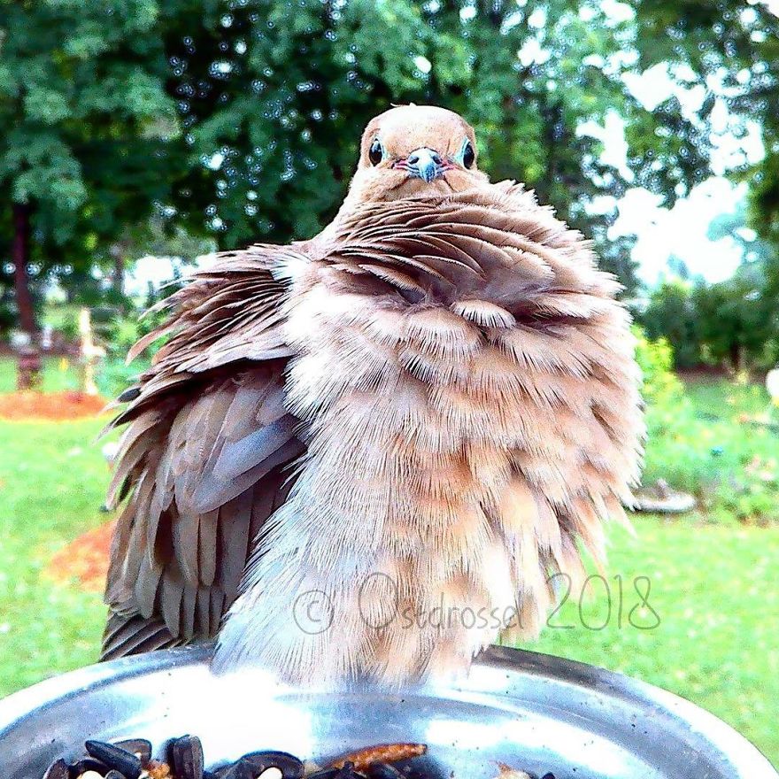 This Woman Set Up A Feeder Cam For Birds In Her Yard, And The Results Are Extraordinary (30 Pics) This Woman Set Up A Feeder Cam For Birds In Her Yard, And The Results Are Extraordinary (30 Pics)