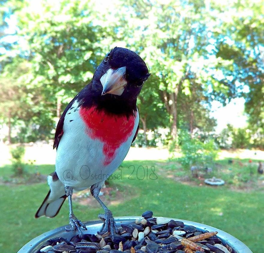 This Woman Set Up A Feeder Cam For Birds In Her Yard, And The Results Are Extraordinary (30 Pics) This Woman Set Up A Feeder Cam For Birds In Her Yard, And The Results Are Extraordinary (30 Pics)