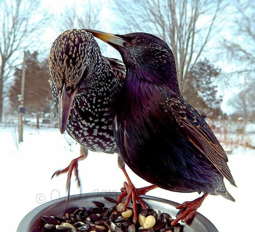 This Woman Set Up A Feeder Cam For Birds In Her Yard, And The Results Are Extraordinary (30 Pics) This Woman Set Up A Feeder Cam For Birds In Her Yard, And The Results Are Extraordinary (30 Pics)