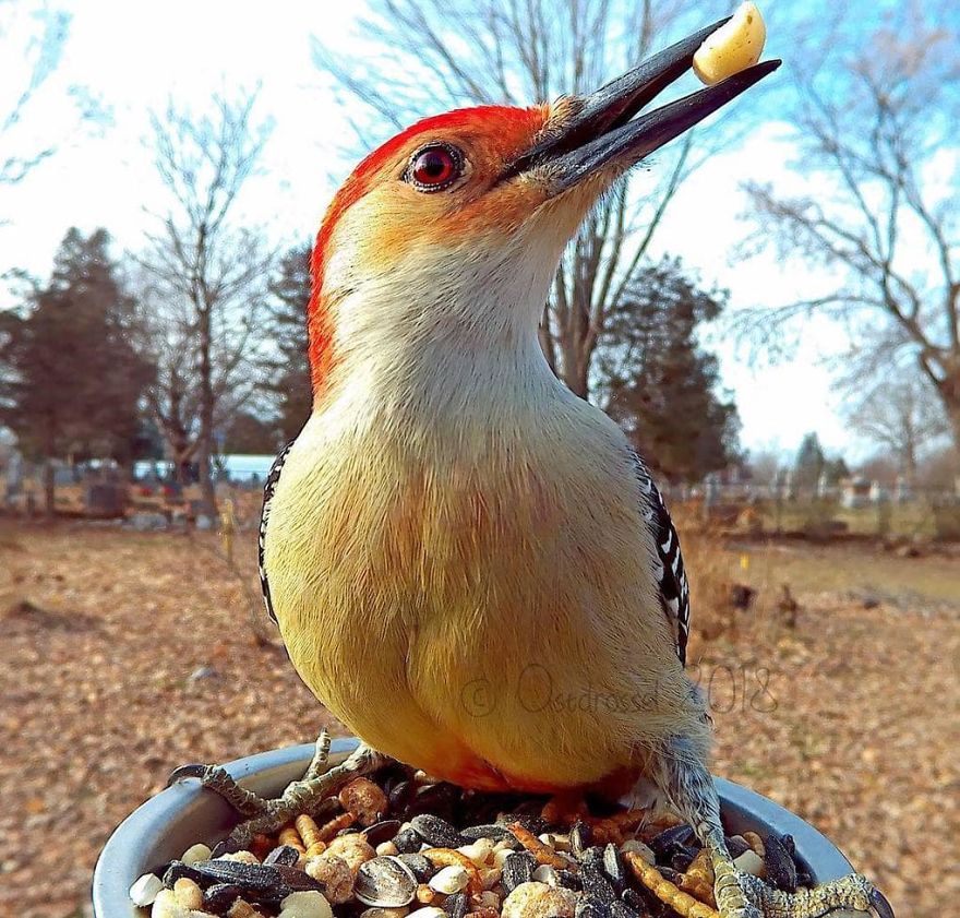 This Woman Set Up A Feeder Cam For Birds In Her Yard, And The Results Are Extraordinary (30 Pics) This Woman Set Up A Feeder Cam For Birds In Her Yard, And The Results Are Extraordinary (30 Pics)