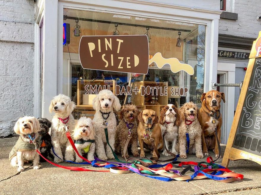 These Lovely Dogs ‘Pack Walk’ And Pose For Pictures Together Every Day These Lovely Dogs ‘Pack Walk’ And Pose For Pictures Together Every Day