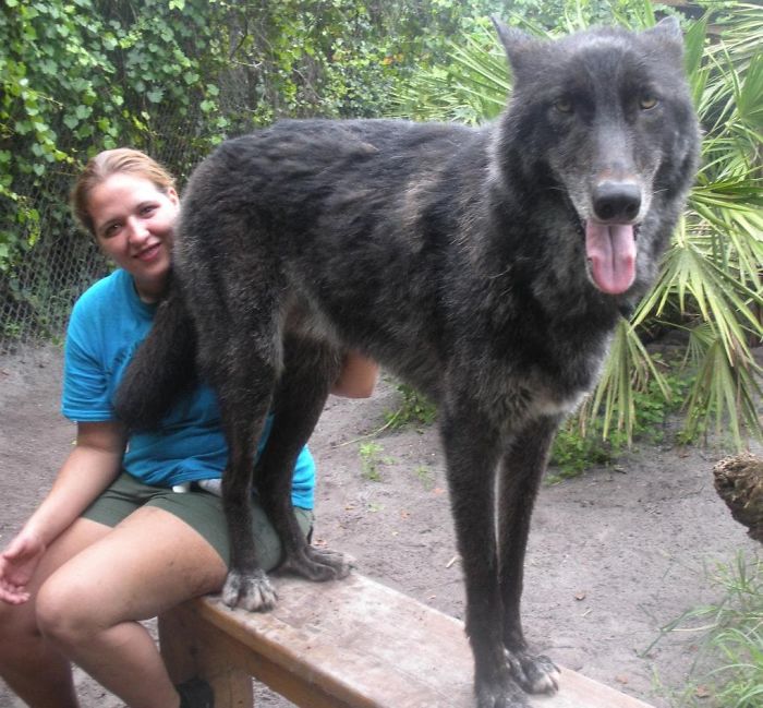 Owner Dumped Wolfdog At Kill Shelter When He Got Too Much To Handle, Luckily This Sanctuary Saved Him