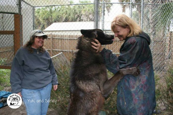 Owner Dumped Wolfdog At Kill Shelter When He Got Too Much To Handle, Luckily This Sanctuary Saved Him