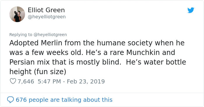 Meet Merlin, The Water-Bottle-Sized 2-Year-Old Kitty That Is Taking Over Twitter Because Of His Pure Beauty