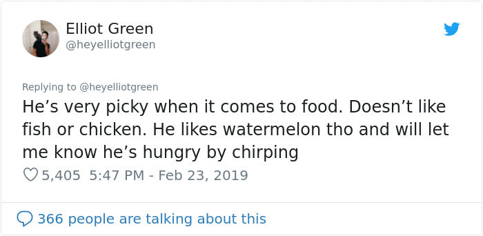 Meet Merlin, The Water-Bottle-Sized 2-Year-Old Kitty That Is Taking Over Twitter Because Of His Pure Beauty