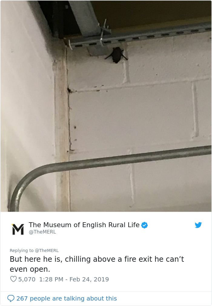 UK Library Museum Posts Hilarious Twitter Thread About A Bat Found In Their Store UK Library Museum Posts Hilarious Twitter Thread About A Bat Found In Their Store