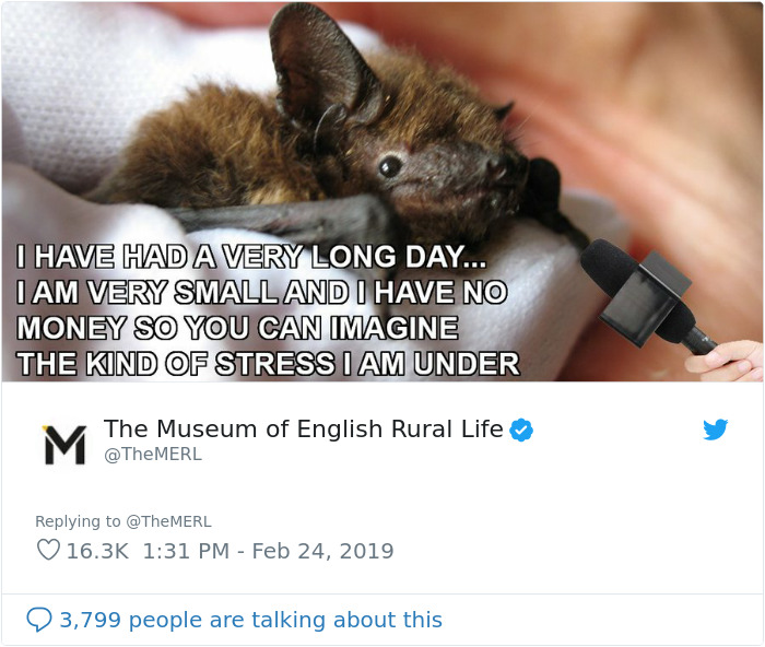 UK Library Museum Posts Hilarious Twitter Thread About A Bat Found In Their Store UK Library Museum Posts Hilarious Twitter Thread About A Bat Found In Their Store