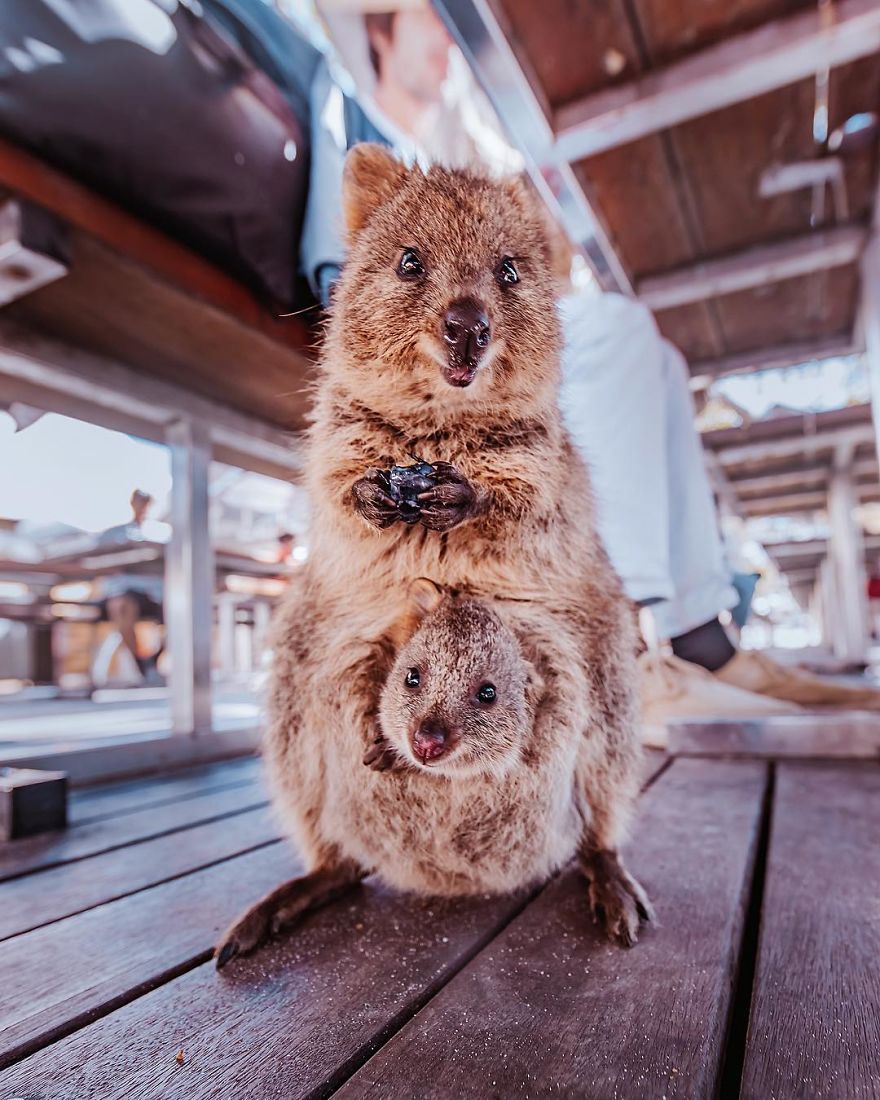 I Flew 25 Hours To Australia Just To See The Cutest Animals In The World &#8211; Quokkas