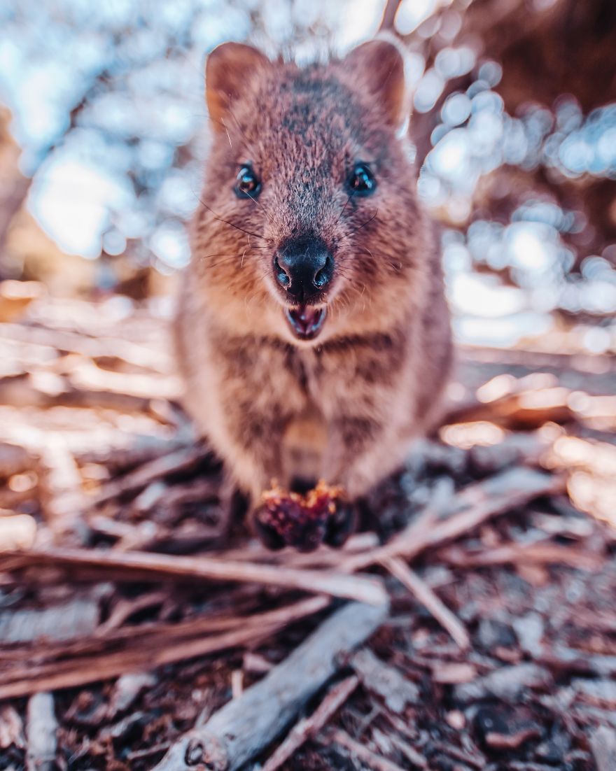 I Flew 25 Hours To Australia Just To See The Cutest Animals In The World &#8211; Quokkas