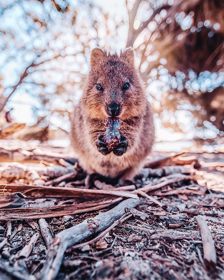 I Flew 25 Hours To Australia Just To See The Cutest Animals In The World &#8211; Quokkas