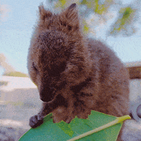 I Flew 25 Hours To Australia Just To See The Cutest Animals In The World &#8211; Quokkas