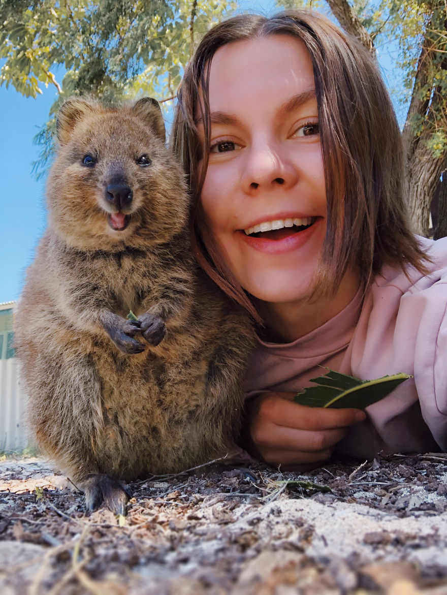 I Flew 25 Hours To Australia Just To See The Cutest Animals In The World &#8211; Quokkas
