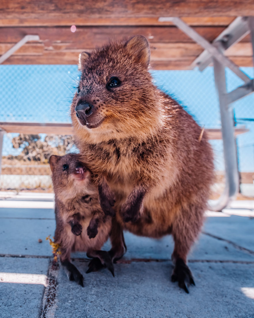 I Flew 25 Hours To Australia Just To See The Cutest Animals In The World &#8211; Quokkas