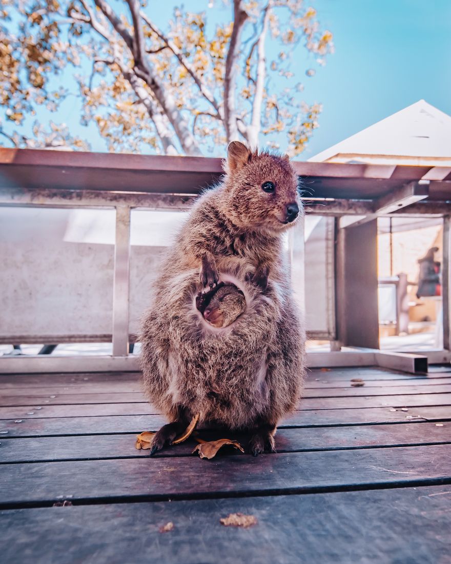 I Flew 25 Hours To Australia Just To See The Cutest Animals In The World &#8211; Quokkas