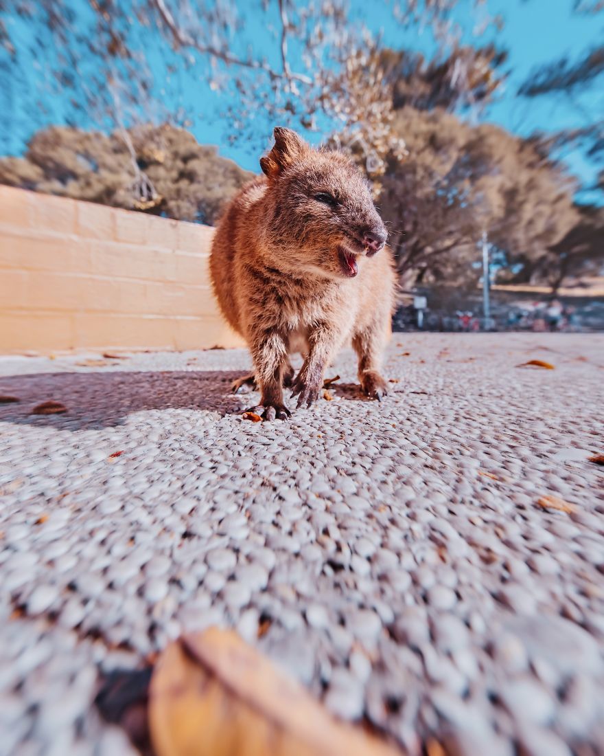I Flew 25 Hours To Australia Just To See The Cutest Animals In The World &#8211; Quokkas