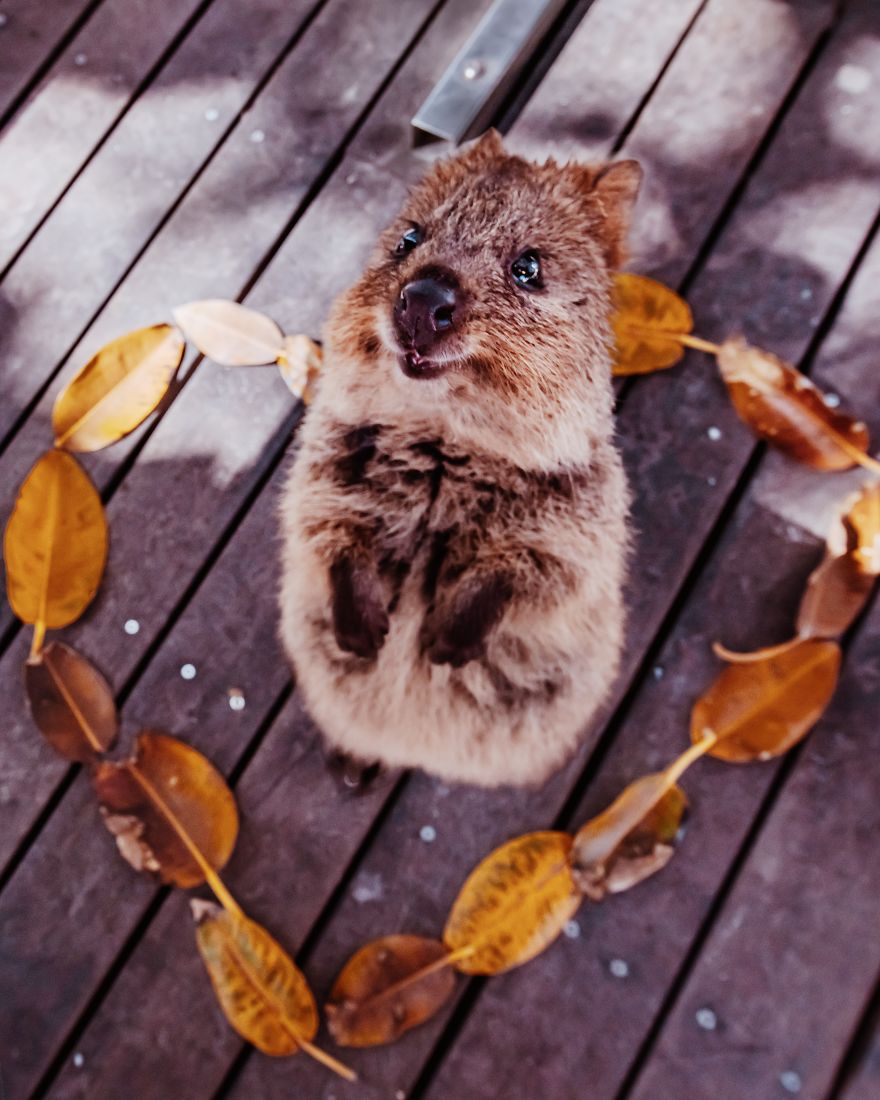 I Flew 25 Hours To Australia Just To See The Cutest Animals In The World &#8211; Quokkas