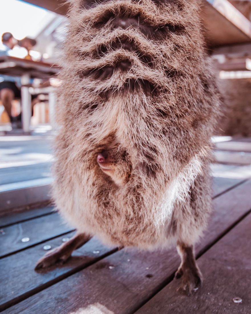 I Flew 25 Hours To Australia Just To See The Cutest Animals In The World &#8211; Quokkas