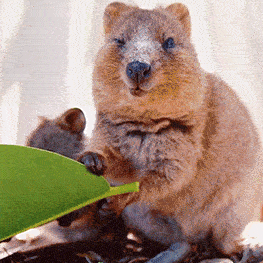 I Flew 25 Hours To Australia Just To See The Cutest Animals In The World &#8211; Quokkas