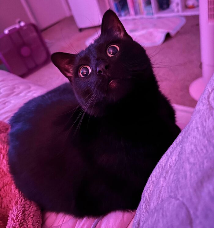 40 Adorable Black Kitties That Bring Love Instead Of Misfortune