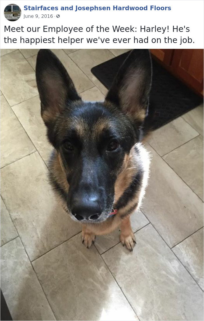 30 Adorable ‘Employees Of The Week’ That This Contractor Met At The Houses He Works At 30 Adorable ‘Employees Of The Week’ That This Contractor Met At The Houses He Works At