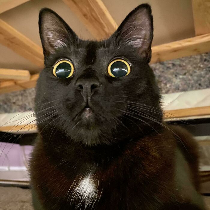 40 Adorable Black Kitties That Bring Love Instead Of Misfortune