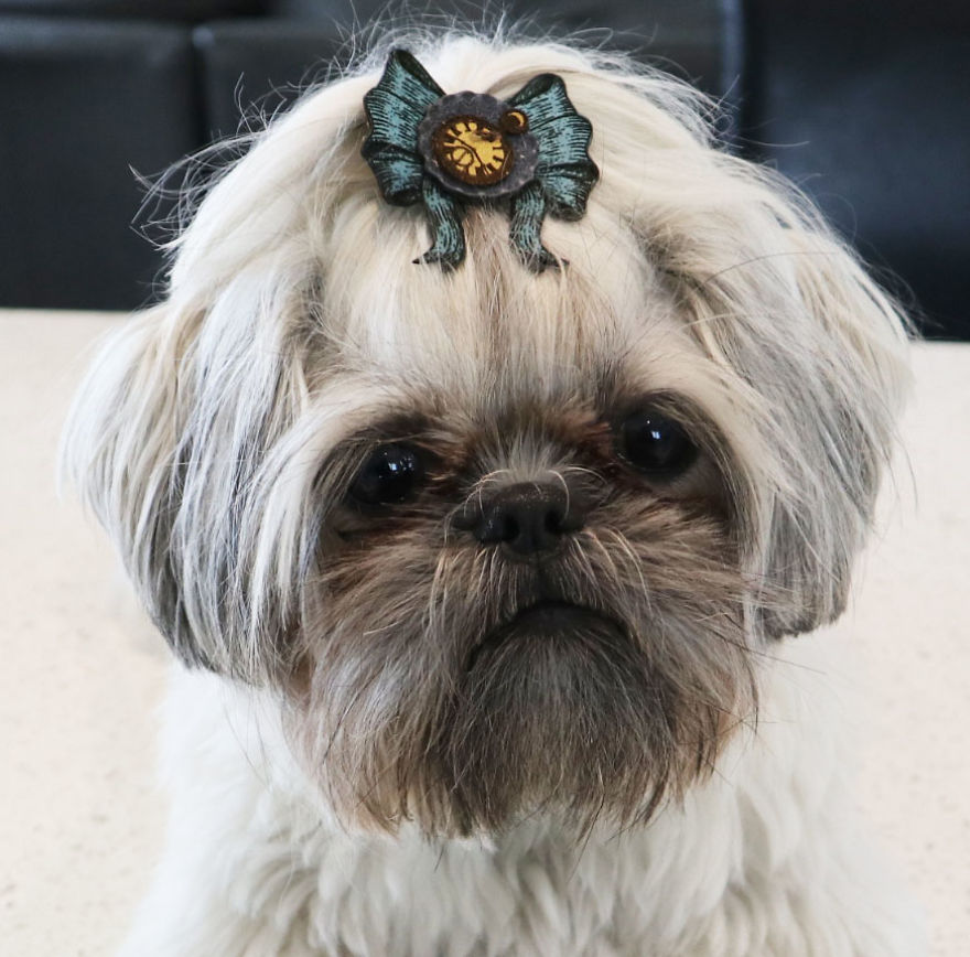 Looking For A Birthday Treat For My Puppy Led To A Crazy Challenge – I Am Making 365 Leather Dog Hats Looking For A Birthday Treat For My Puppy Led To A Crazy Challenge – I Am Making 365 Leather Dog Hats