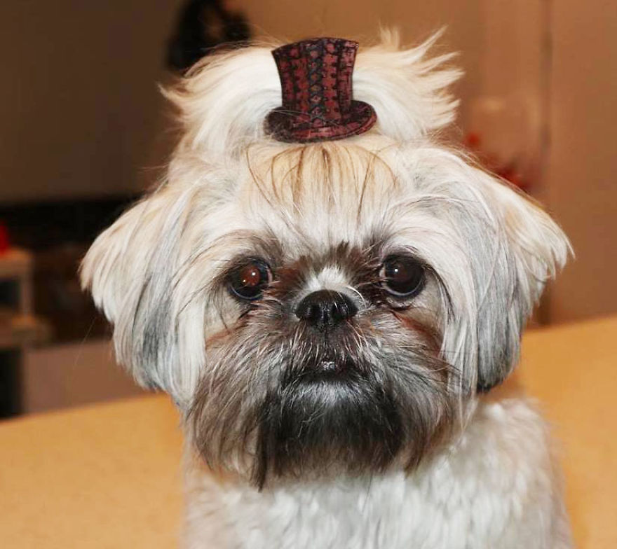 Looking For A Birthday Treat For My Puppy Led To A Crazy Challenge – I Am Making 365 Leather Dog Hats Looking For A Birthday Treat For My Puppy Led To A Crazy Challenge – I Am Making 365 Leather Dog Hats