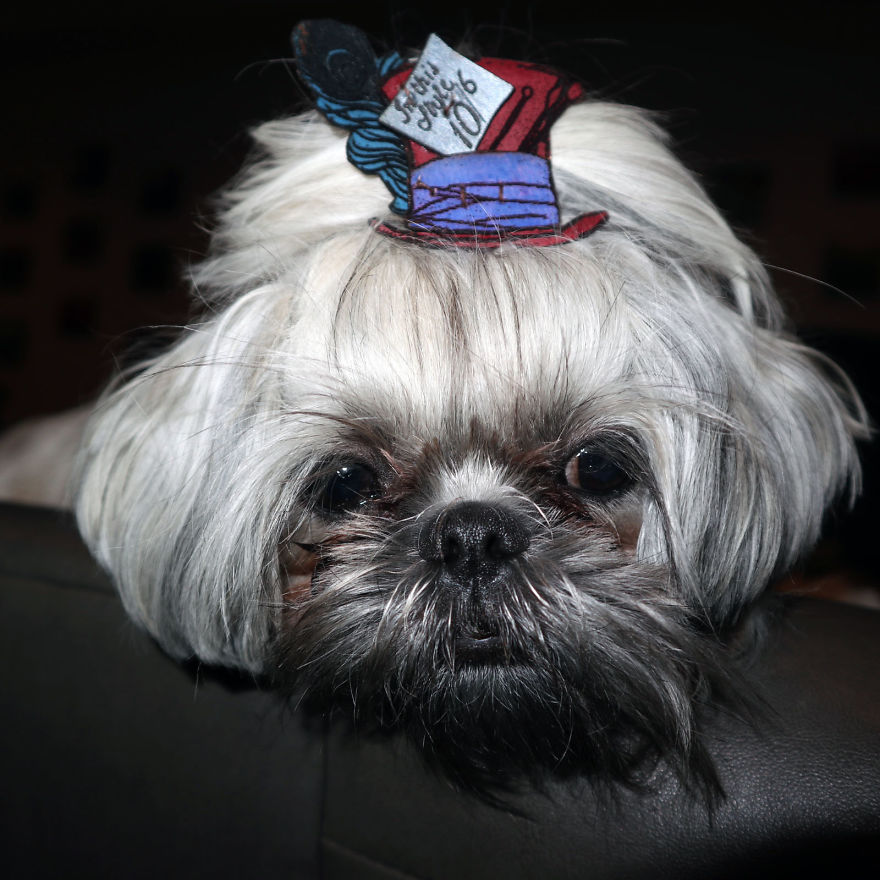 Looking For A Birthday Treat For My Puppy Led To A Crazy Challenge – I Am Making 365 Leather Dog Hats Looking For A Birthday Treat For My Puppy Led To A Crazy Challenge – I Am Making 365 Leather Dog Hats