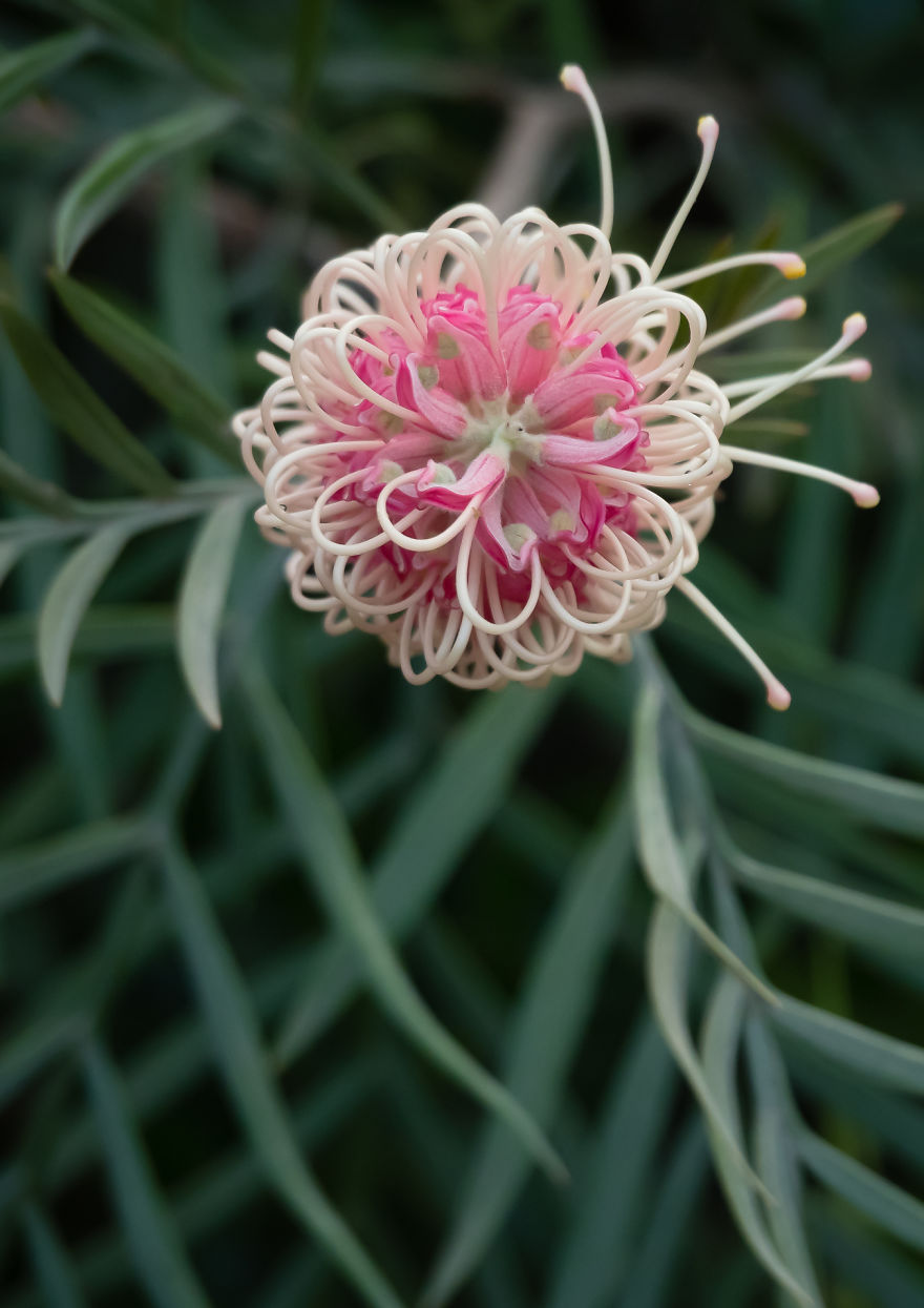 I Created A ‘Photographer’s Garden’ In My Backyard Because My Life Was Too Busy For Travel I Created A ‘Photographer’s Garden’ In My Backyard Because My Life Was Too Busy For Travel