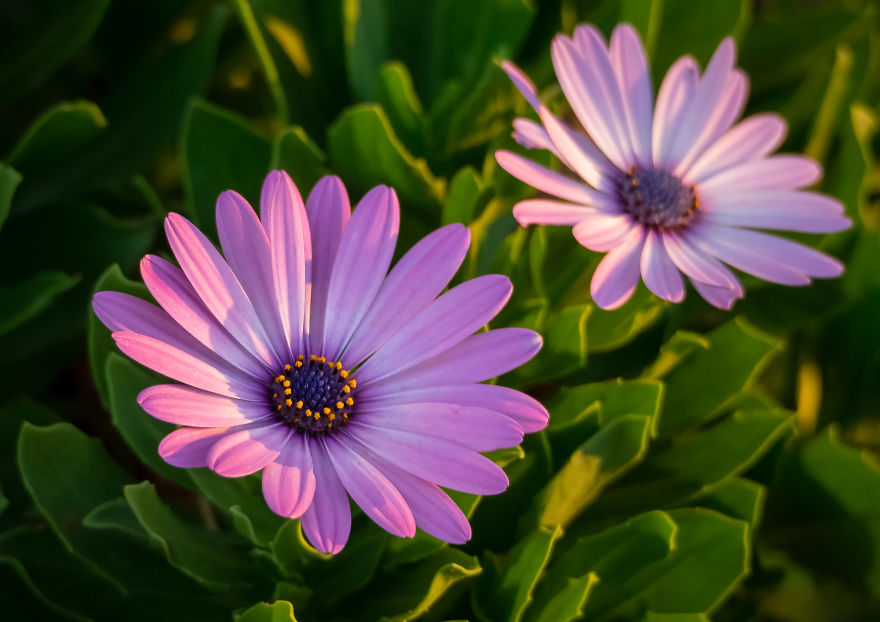 I Created A ‘Photographer’s Garden’ In My Backyard Because My Life Was Too Busy For Travel I Created A ‘Photographer’s Garden’ In My Backyard Because My Life Was Too Busy For Travel