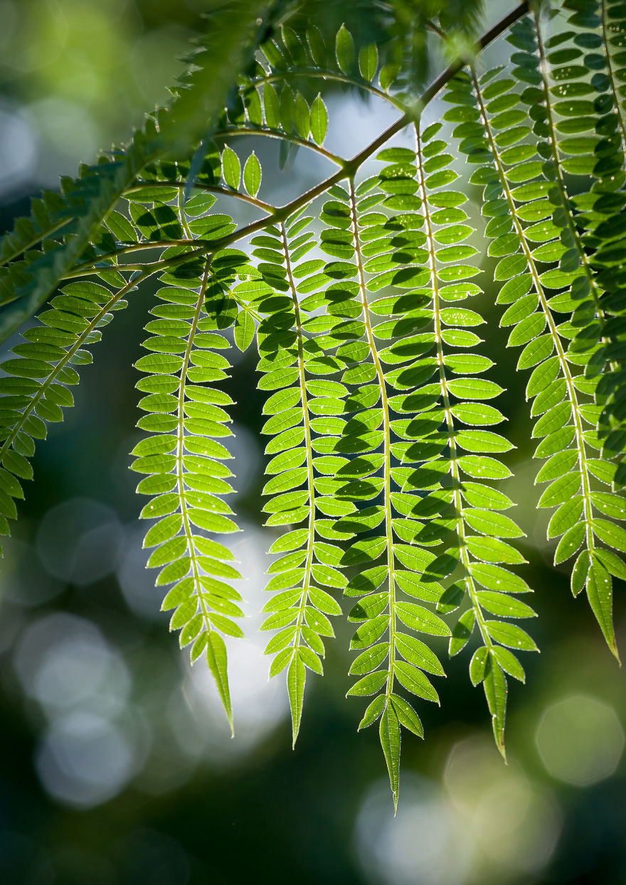 I Created A ‘Photographer’s Garden’ In My Backyard Because My Life Was Too Busy For Travel I Created A ‘Photographer’s Garden’ In My Backyard Because My Life Was Too Busy For Travel