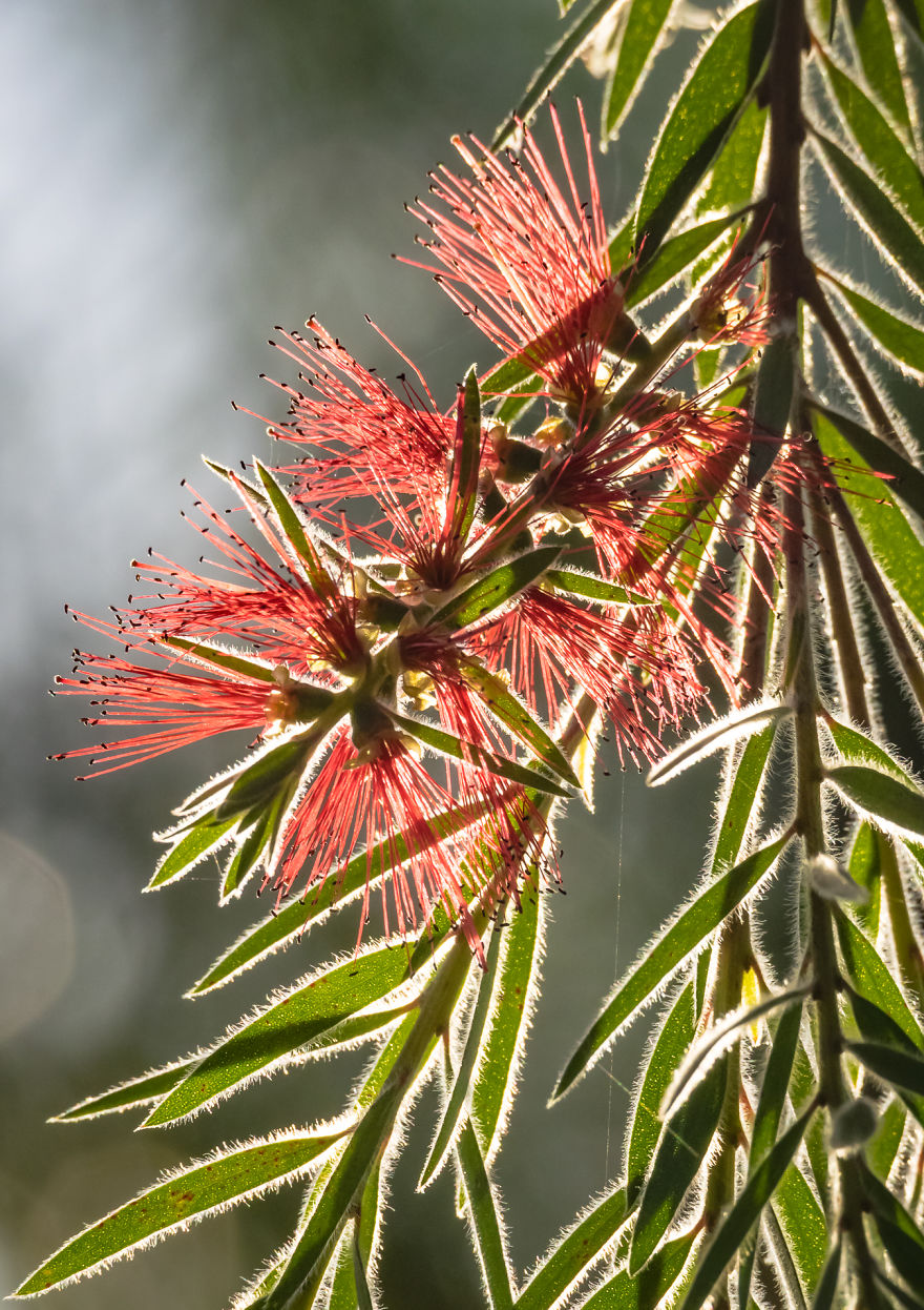 I Created A ‘Photographer’s Garden’ In My Backyard Because My Life Was Too Busy For Travel I Created A ‘Photographer’s Garden’ In My Backyard Because My Life Was Too Busy For Travel