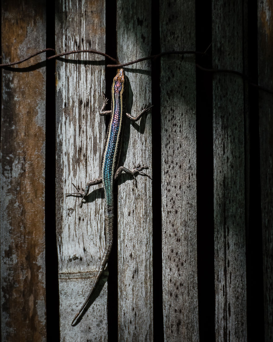 I Created A ‘Photographer’s Garden’ In My Backyard Because My Life Was Too Busy For Travel I Created A ‘Photographer’s Garden’ In My Backyard Because My Life Was Too Busy For Travel