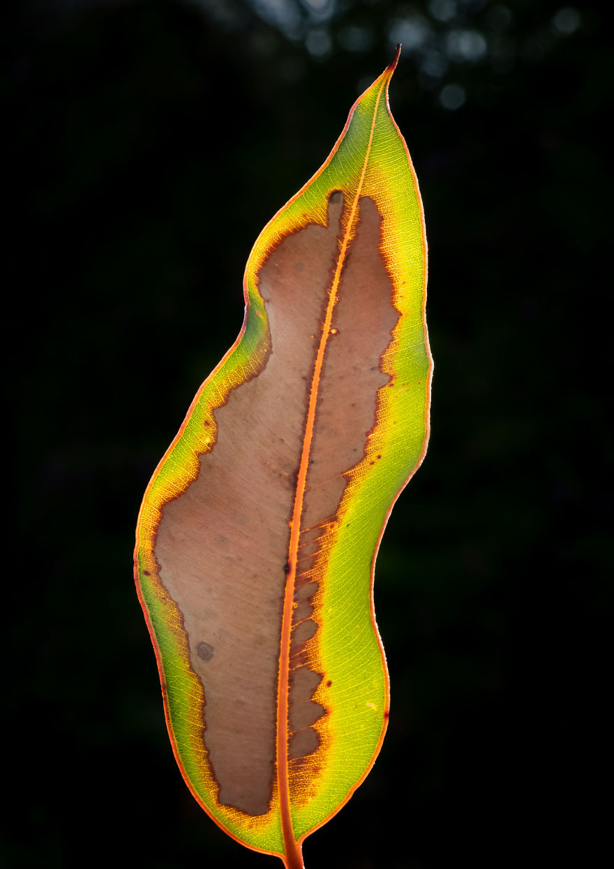 I Created A ‘Photographer’s Garden’ In My Backyard Because My Life Was Too Busy For Travel I Created A ‘Photographer’s Garden’ In My Backyard Because My Life Was Too Busy For Travel