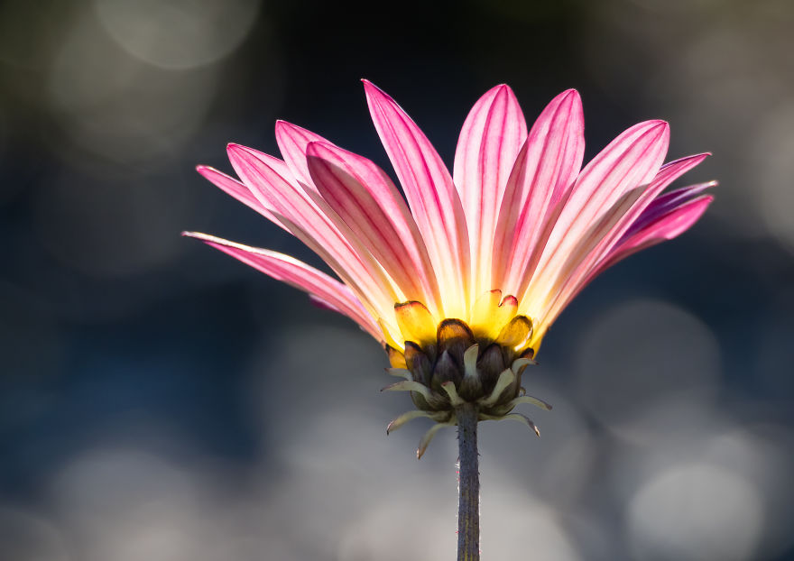 I Created A ‘Photographer’s Garden’ In My Backyard Because My Life Was Too Busy For Travel I Created A ‘Photographer’s Garden’ In My Backyard Because My Life Was Too Busy For Travel